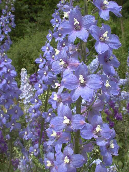 Bild von Delphinium x-elatum Zauberflöte