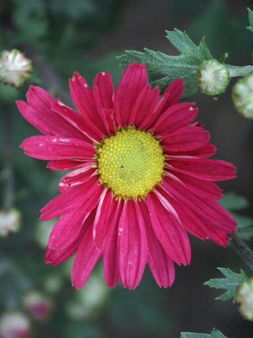 Bild von Chrysanthemum x-cult. Ahlemer-R.