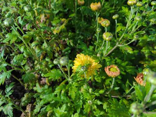 Bild von Chrysanthemum x-cult. Goldmarianne