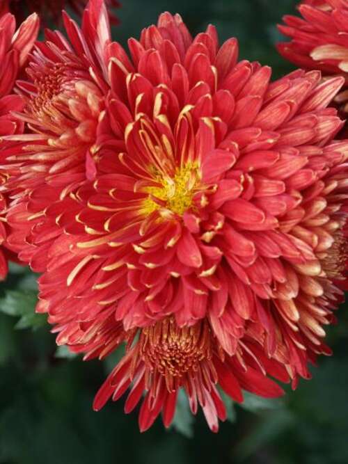 Bild von Herbst Chrysantheme