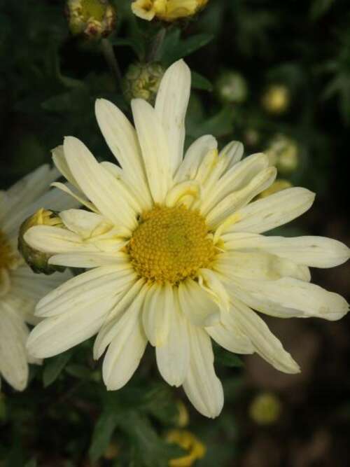 Bild von Chrysanthemum x-cult. Lichtkuppel