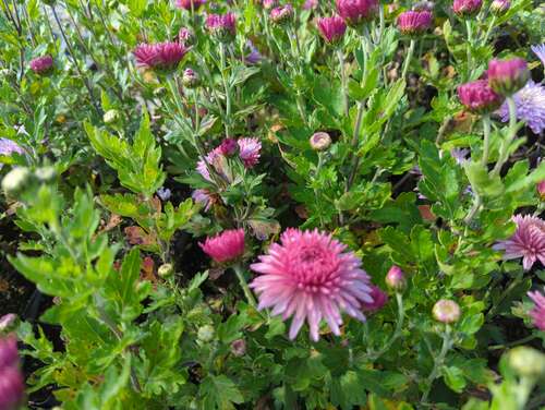 Bild von Chrysanthemum x-cult. Orchid Helen