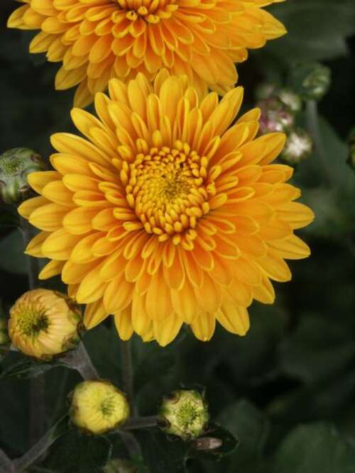 Bild von Chrysanthemum x-cult. Ordensstern