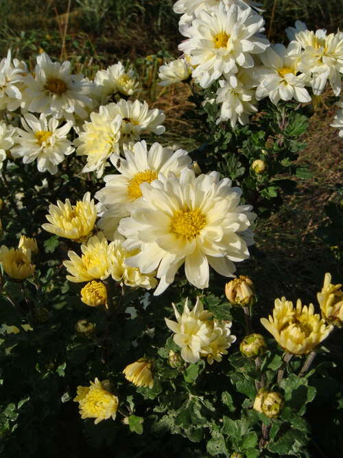 Bild von Chrysanthemum x-cult. Poesie