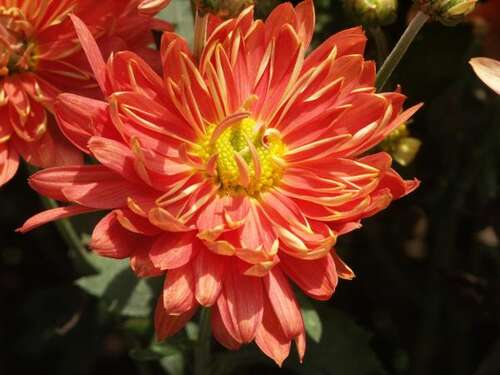 Bild von Chrysanthemum x-cult. Rotfuchs