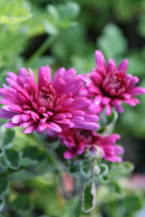 Bild von Chrysanthemum x-cult. Twinkle