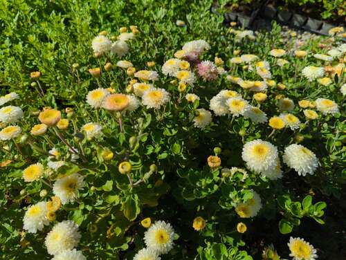 Bild von Herbst Chrysantheme