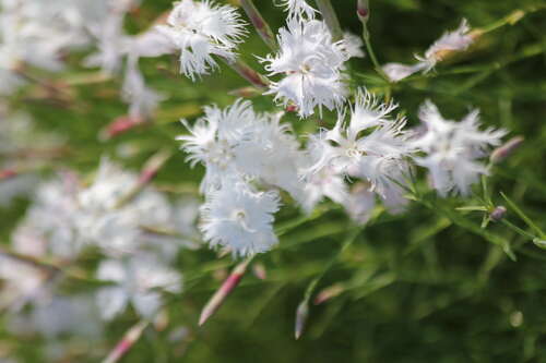 Bild von Dianthus arenarius