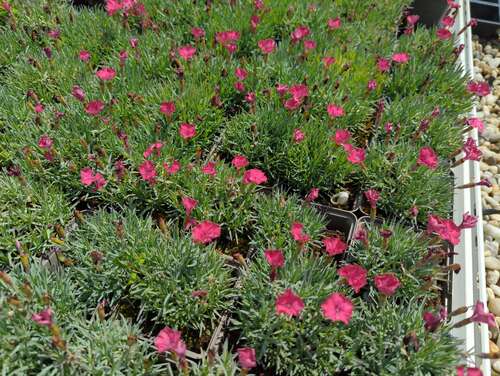Bild von Dianthus gratianopolitanus Badenia