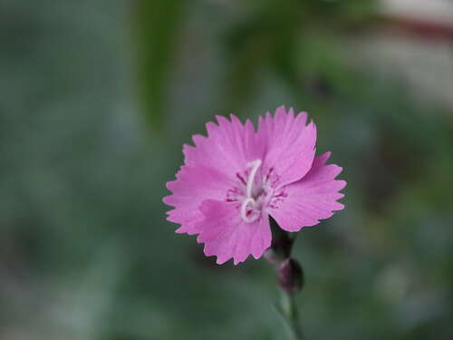 Bild von Dianthus gratianopolitanus Nordstjernen