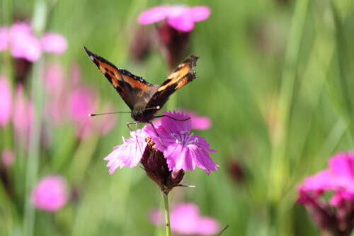 Bild von Dianthus carthusianorum