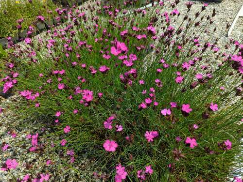 Bild von Dianthus carthusianorum