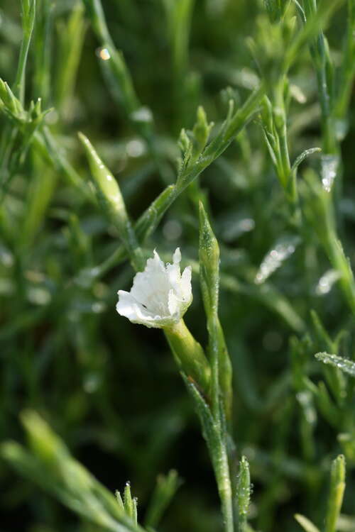 Bild von Dianthus deltoides Alba