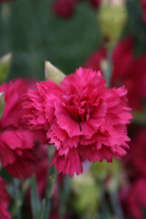 Bild von Dianthus plumarius Heidi