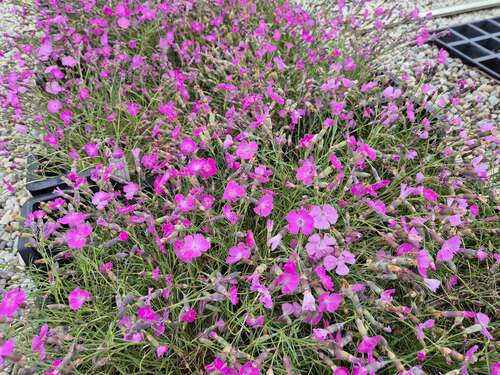 Bild von Dianthus sylvestris