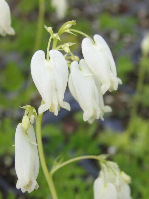 Bild von Zwergige Garten-Herzblume