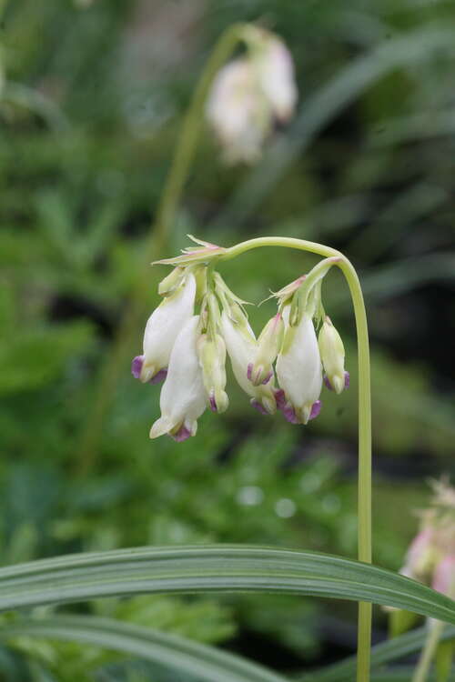 Bild von Zwergige Garten-Herzblume