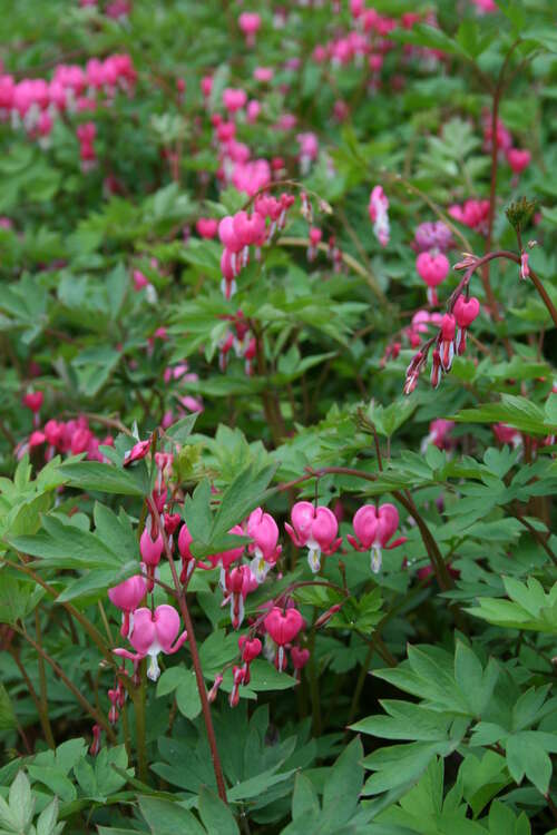 Bild von Dicentra spectabilis