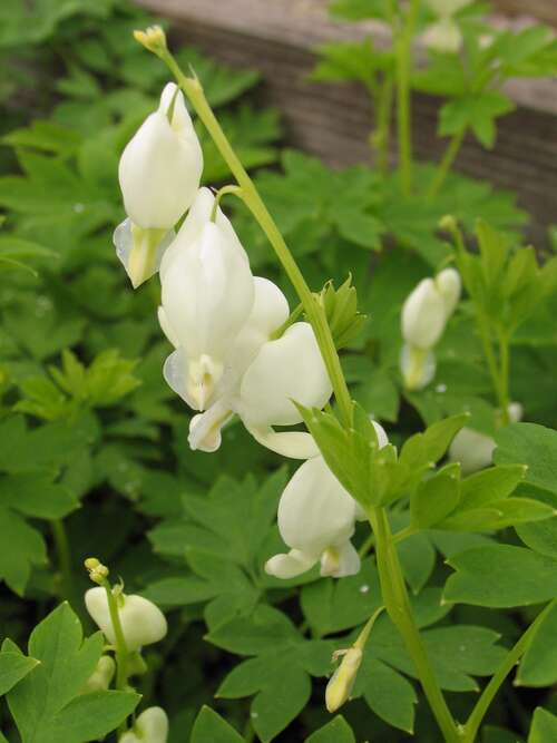 Bild von Dicentra spectabilis Alba
