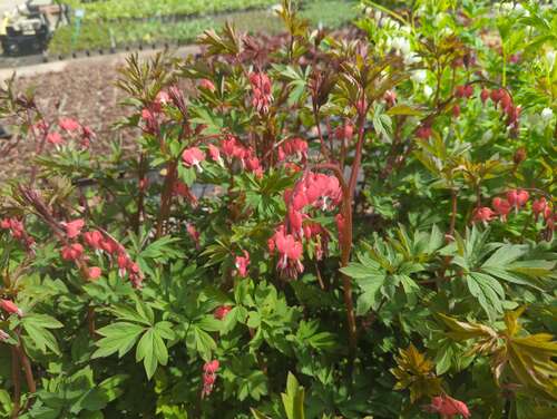 Bild von Dicentra spectabilis Valentine