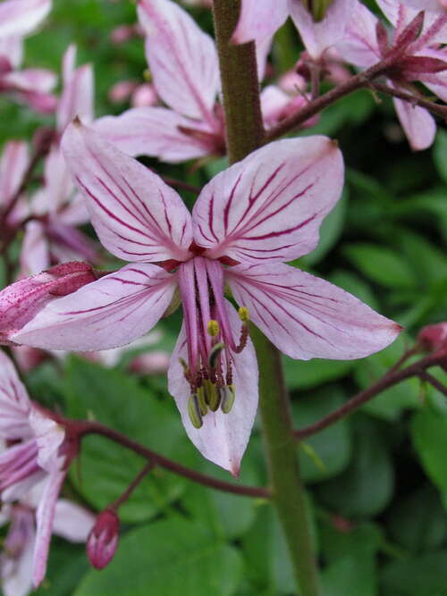 Bild von Dictamnus albus fraxinella
