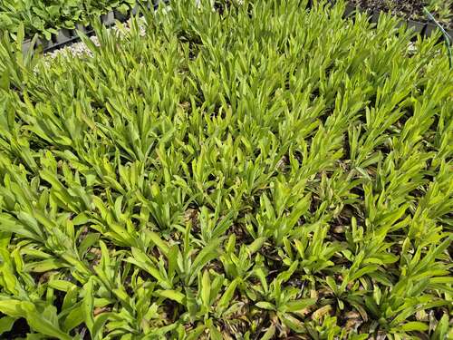 Bild von Garten-Fingerhut