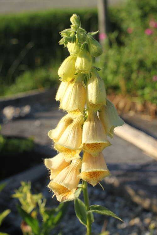 Bild von Digitalis grandiflora ambigua