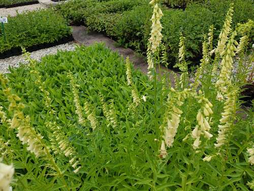 Bild von Gelber Fingerhut