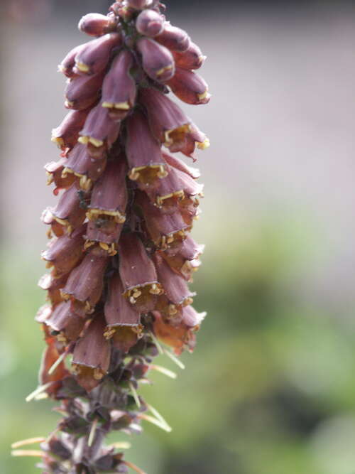 Bild von Kleinblütiger Fingerhut