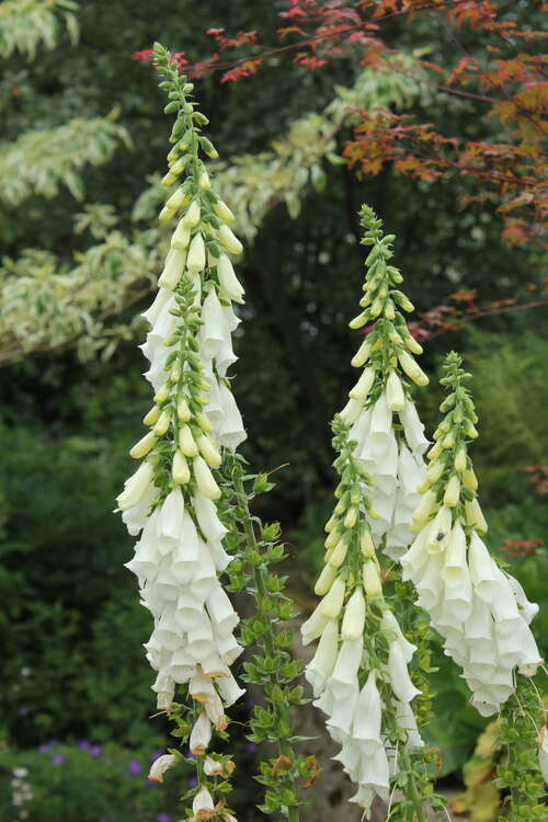 Bild von Garten-Fingerhut