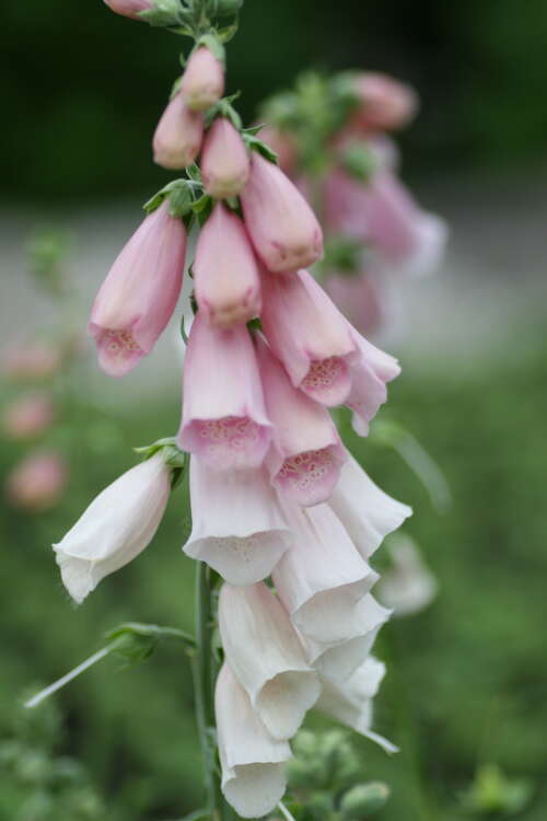 Bild von Garten-Fingerhut