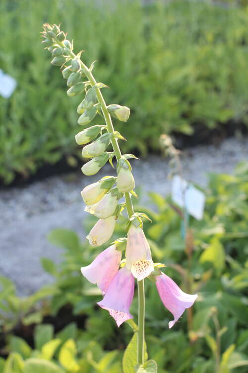 Bild von Digitalis purpurea Gloxiniaeflora