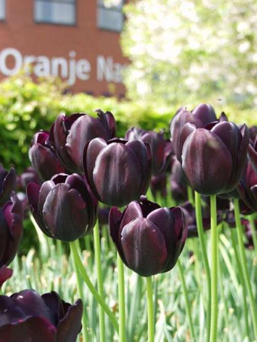 Bild von Tulipa  Queen-of-Night