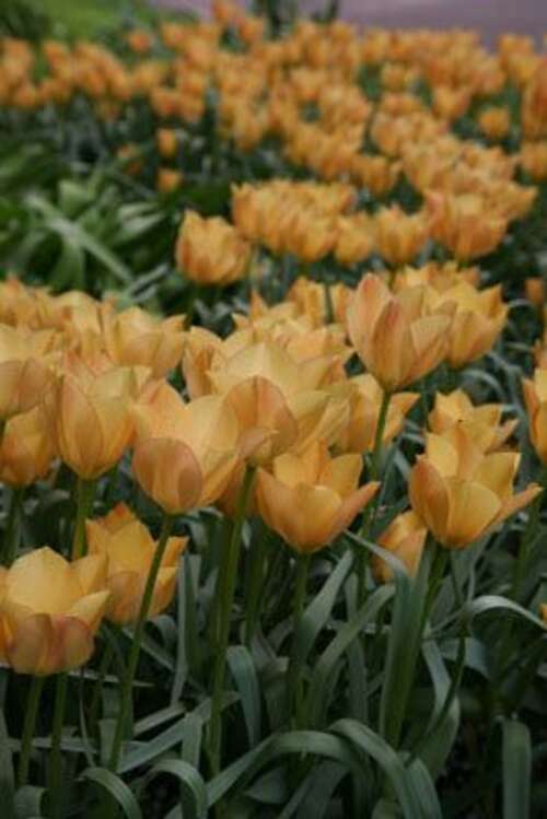 Bild von Tulipa batalinii Bright-Gem