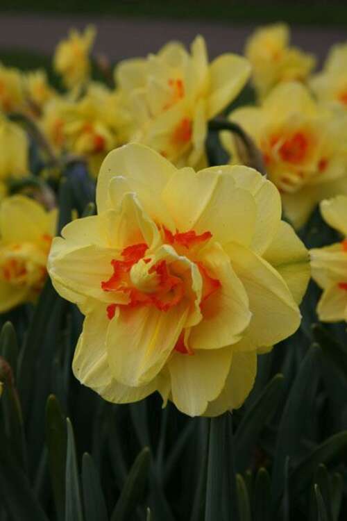 Bild von Narcissus  Tahiti