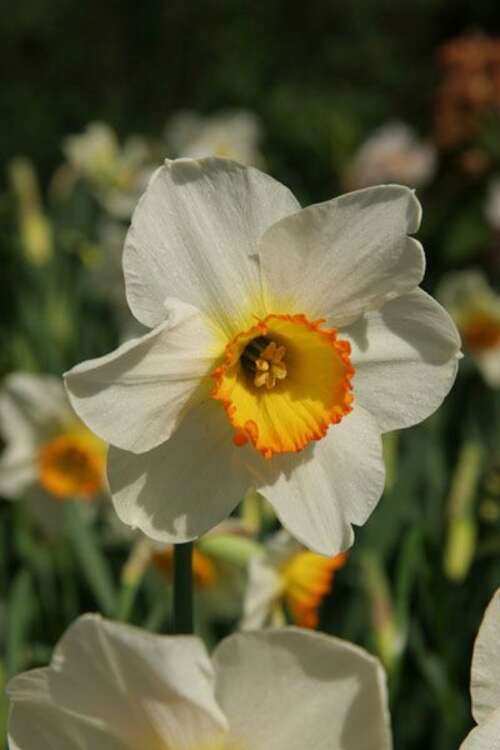 Bild von Narcissus  Flower-Record