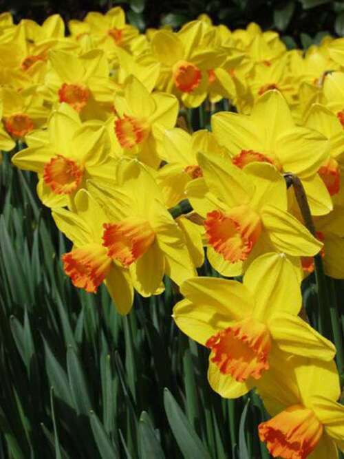 Bild von Narcissus  Pinza