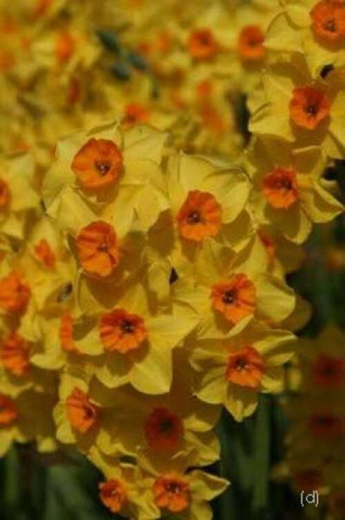 Bild von Narcissus  Falconet