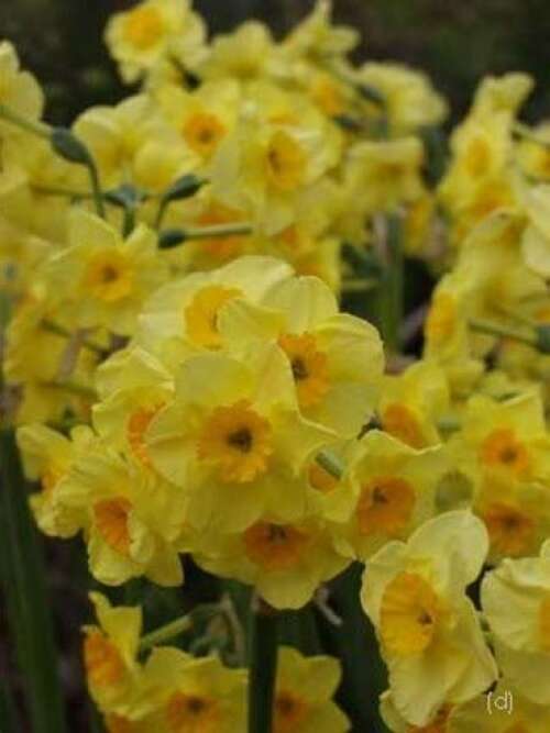 Bild von Narcissus  Hoopoe