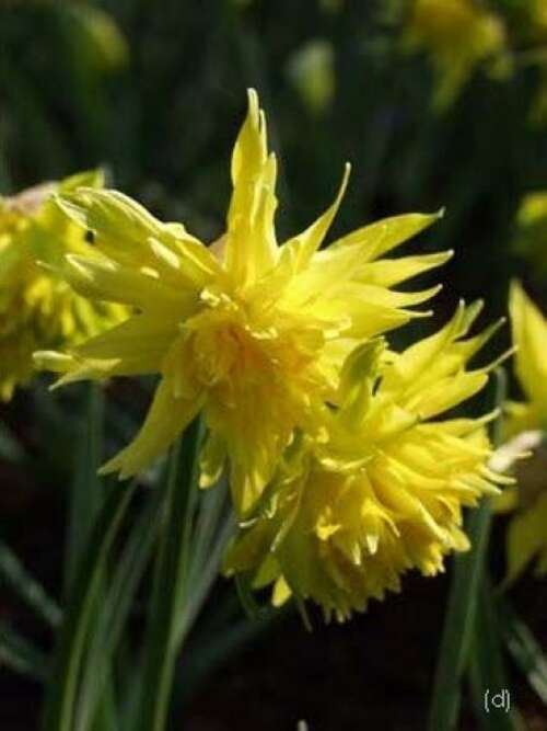 Bild von Narcissus  Rip-van-Winkle