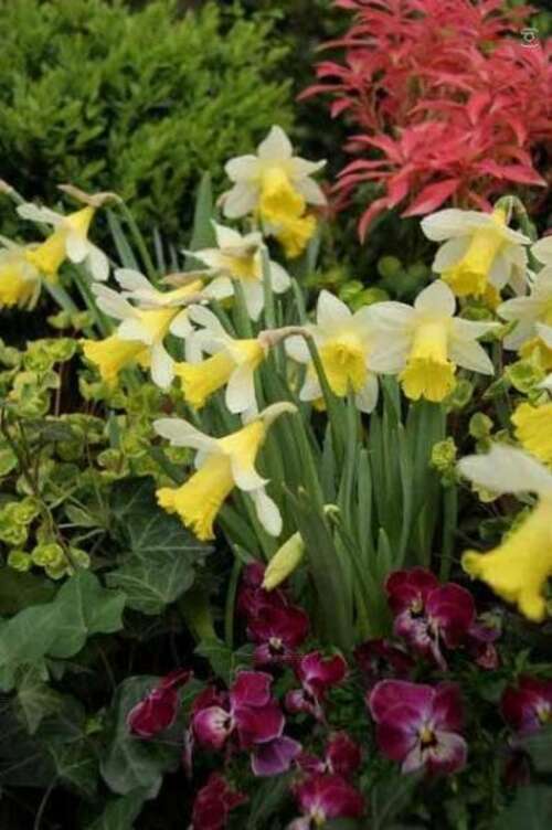 Bild von Narcissus  Topolino