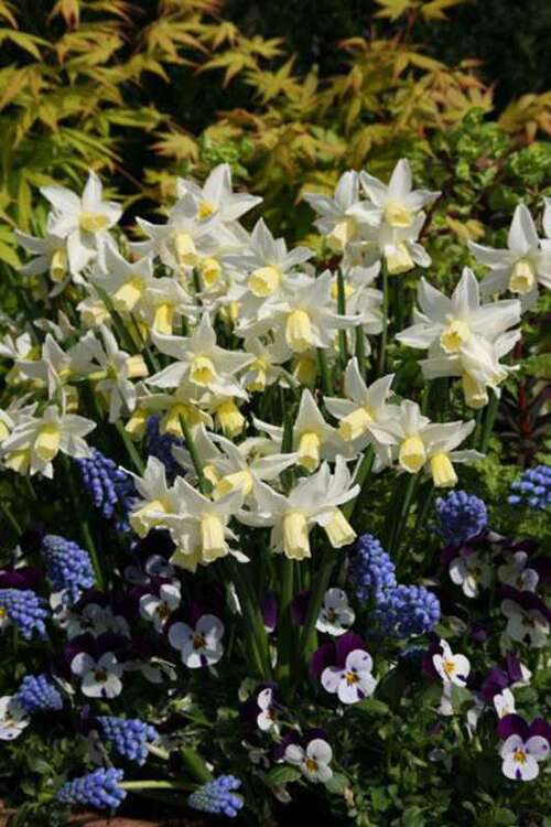 Bild von Narcissus  Toto