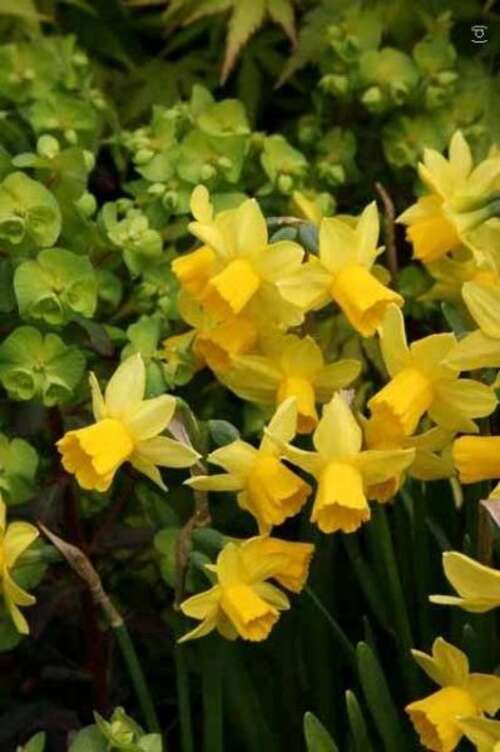 Bild von Narcissus  Tete-a-Tete