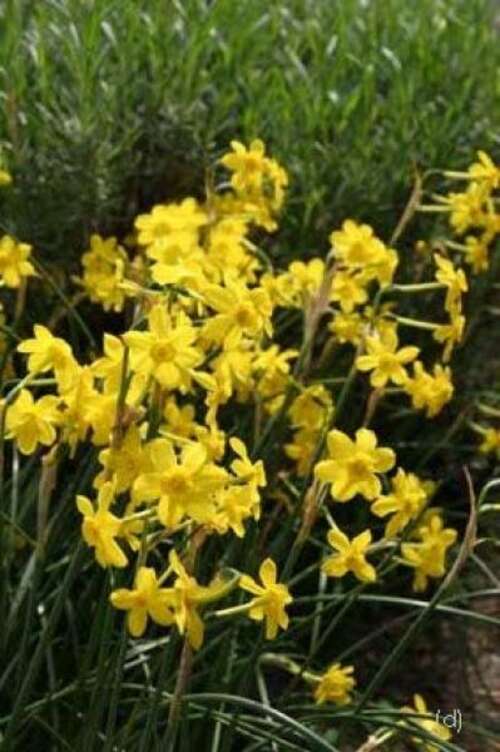 Bild von Narcissus  Baby-Moon