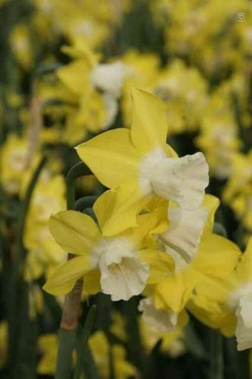 Bild von Narcissus  Pipit