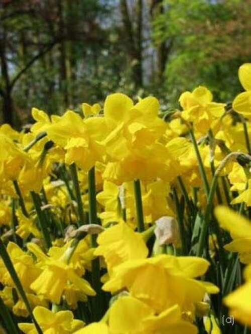 Bild von Narzissen