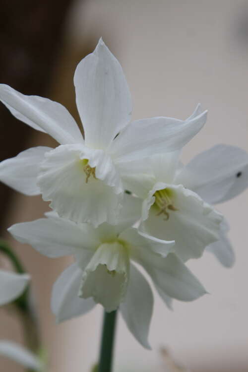 Bild von Narcissus  Thalia