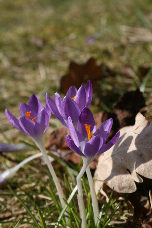 Bild von Crocus tommasinianus