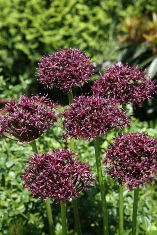 Bild von Allium atropurpureum