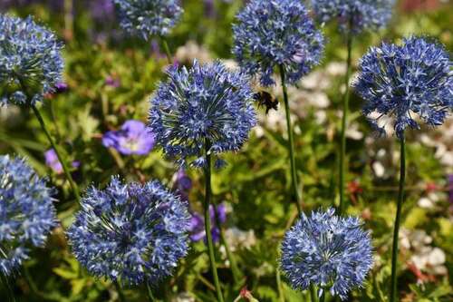 Bild von Allium caeruleum